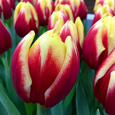 Луковица Тюльпан Dow jones 3 шт. 