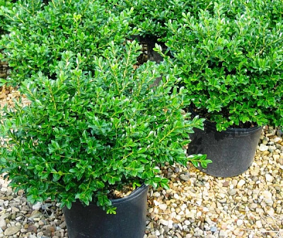 Растение Падуб городчатый/Ilex crenata 'Samurai' С3/Н20-30