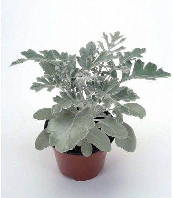 Растение Сенецио биколор d9/h10