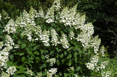 Рослина Гортензія волотиста Левана/ HYDRANGEA paniculata Levana С10/Н80-120