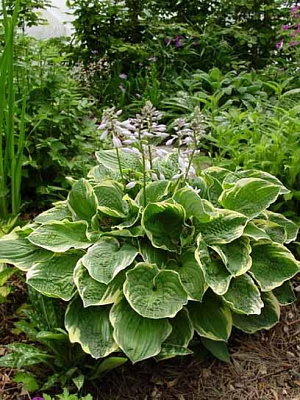 Кореневище хости Крістмас Трі І 1 шт.