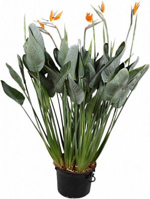 Растение декоративное Стрилиция 40/140