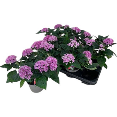 Растение Пентас 13х25 Starcluster Lavender