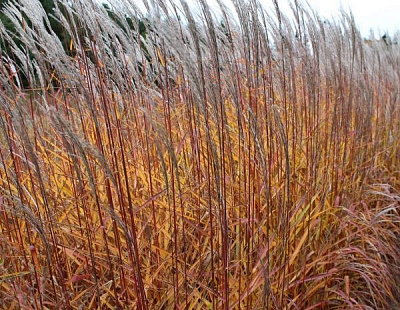 Растение Мискантус китайский пурпурный