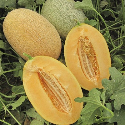 Насіння Професійне насіння диня Кар'єра F1 8 шт. (4820176695772)