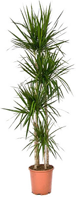 Растение комнатное Драцена Маргината Санрей 4 ствола d27/h150