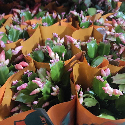 Рослина Шлюмбергера 9x20 персикова