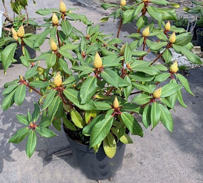 Растение Рододендрон микс d23/h50