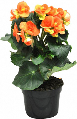 Рослина Бегонія мікс 13x30 см