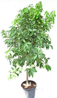 Растение Цитрус Lемоn на штамбе 2-7 фруктов 19/65