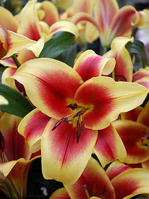 Луковица лилии ОТ Флавия 18/20 1 шт. 