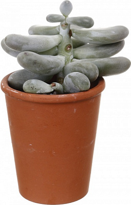 Растение Пахифитум d08/h15