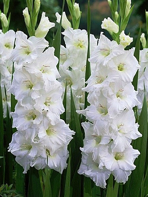 Бульбоцибулина гладіолуса Вайт Просперіті 3 шт.