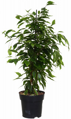 Растение Фикус бенджамина микс d21/h90