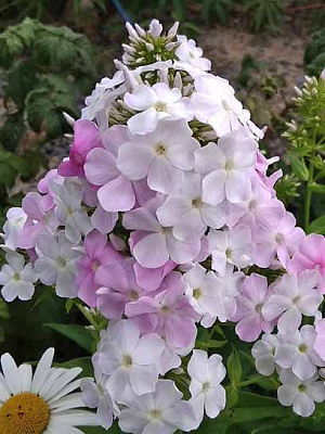 Кореневище флокса Кул Вотер 1 шт.