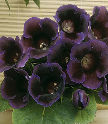 Цибулина Яскрава Глоксінія Violacea 1 шт.