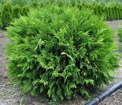 Рослина Туя західна Вудварді С3 D20-30