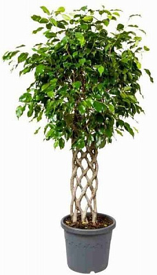 Растение Фикус Бен Экзотик решетка 30/140