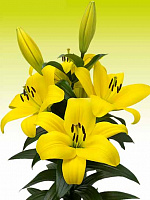 Луковица VWS EXPORT – IMPORT OF FLOWERBULBS B.V. лилии ТА Фуента 1 шт. 