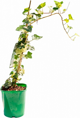 Растение Плющ обыкновенный Профессор Сенета/ Hedera helix Profesor Seneta C5
