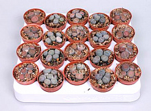 Рослина кімнатна Літопс 5х5 см