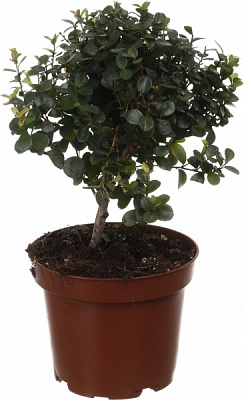 Рослина кімнатна Мірт Коммуніс на штамбі 12/30