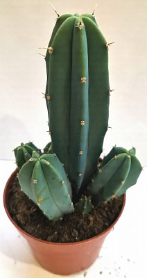 Кактус міртіло-геометрізан d11/h12