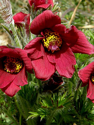 Кореневище сон-трави Червоної 1 шт.