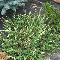 Рослина Ялівець звичайний/ Juniperus communis Spotty Spreader С3, D 15-25