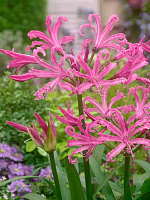 Луковица TUBERBULB Export B.V. нерене 1 шт. 