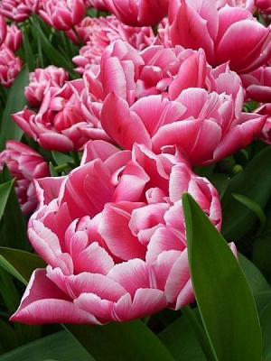 Луковица TUBERBULB Export B.V. тюльпана махрового раннего Колумбус 3 шт. 