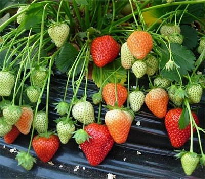 Саженец Земляника садовая фриго сорт Румба класс А