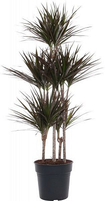 Рослина Драцена 32/150 Мажента карусель