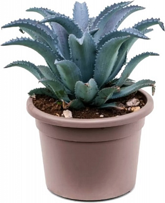 Растение Мангова микс d15/h20