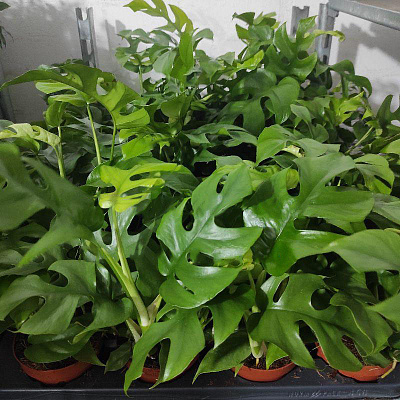 Рослина Монстера Minima 12х25 Rhaphidophora tetrasperma