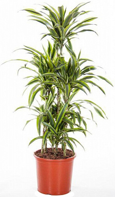 Растение Драцена лайм сюрприз карусель 4+ 23х90 см