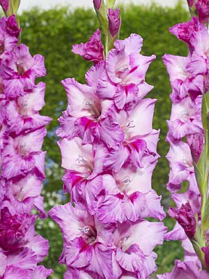 Бульбоцибулина гладіолуса Експіріенс 3 шт.