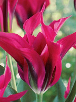 Луковица TUBERBULB Export B.V. тюльпана зеленоцветного Долс минуэт 3 шт. 