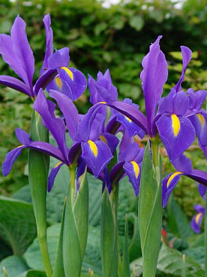 Луковица ириса голландского Блу Мэджик 5 шт. 