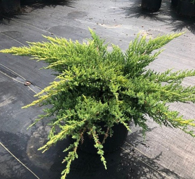 Растение Можжевельник средний Daub's Frosted (V19-S23 h40-50 d90 C45)