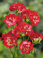 Бульбоцибулина TUBERBULB Export B.V. фрезії повної червоної 5 шт. 