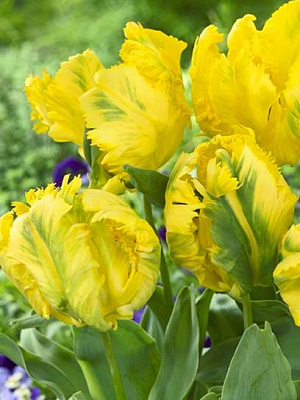 Цибулина тюльпана папугового Монте Паррот 3 шт.