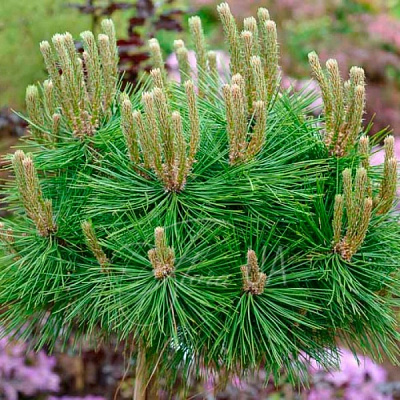 Растение Сосна густоцветковая / Pinus densiflora Low Glow, С10
