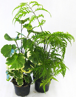 Рослина кімнатна Полісциас мікс d19/h70