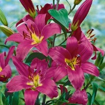 Луковица HBM лилия О/Т Пурпл Принц 2 шт. 