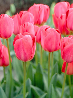 Луковица тюльпана Дарвина Ван Эйк 3 шт. 