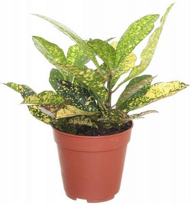 Растение Кротон 12/40 микс