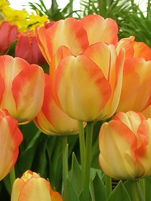 Луковица TUBERBULB Export B.V. тюльпана Дарвина Американ Дрим 3 шт. 