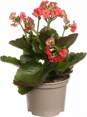 Растение каланхое 10,5/22