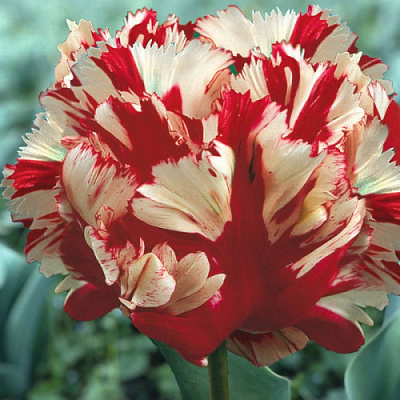 Луковица Яскрава Тюльпан попугайный Estella Rijnveld 